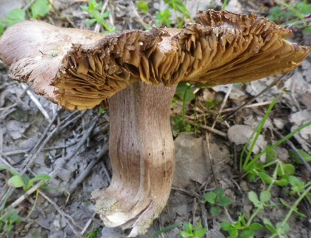 10) Fotogr.il 30.09.2014.sotto Quercia